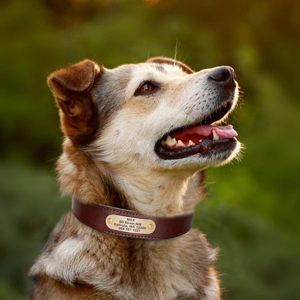 Real Leather Dog Collar