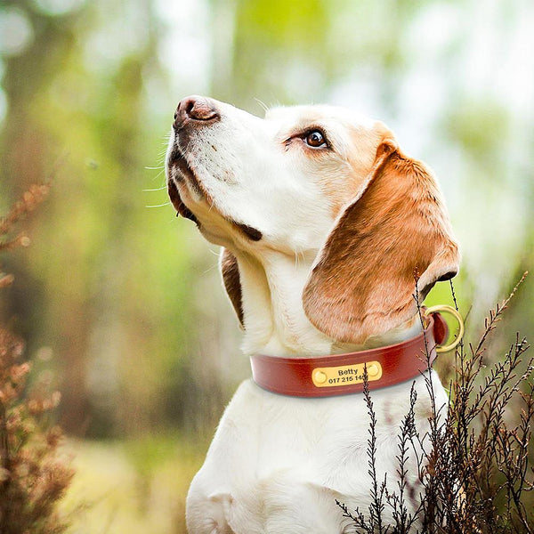 Leather Collar