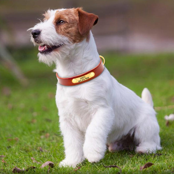 Leather Collar