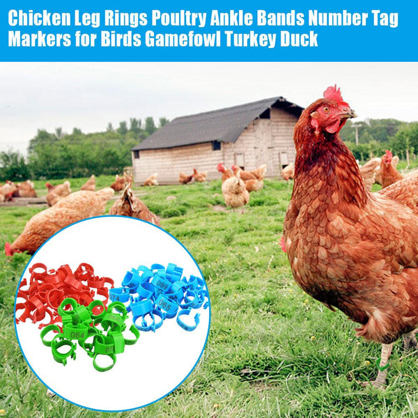 Plastic Chicken Identification Leg Bands