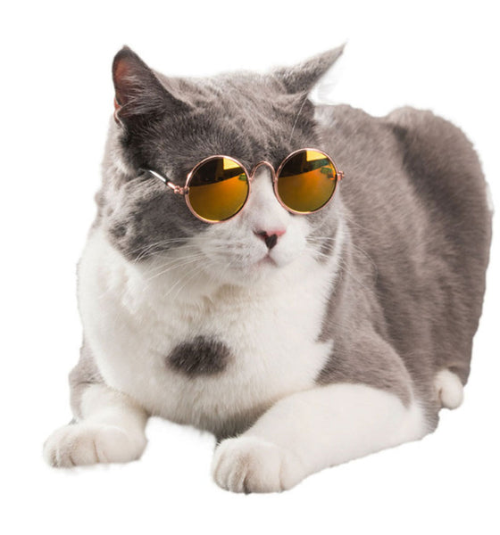 Cool Cat Shades